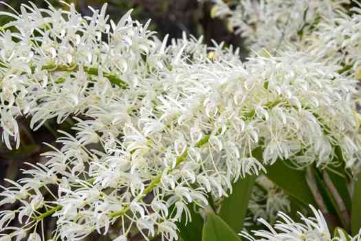 대명석곡 (Dendrobium speciosum)