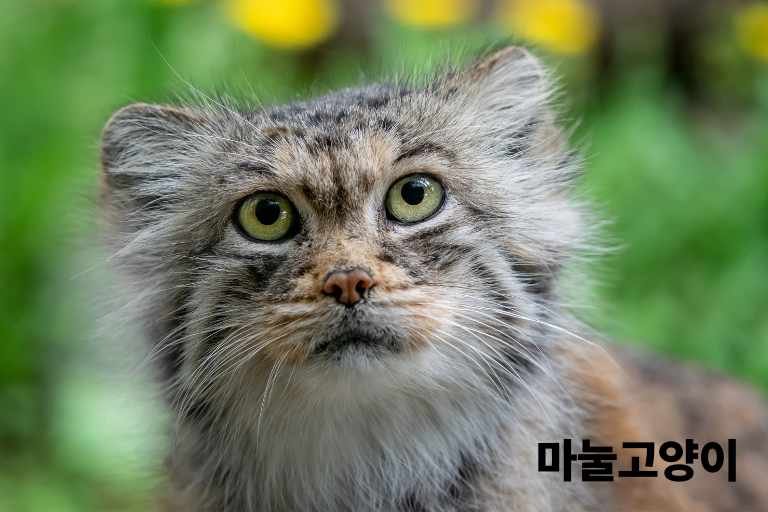 마눌 고양이 분양가